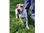 Adopt Jake a White - with Red, Golden, Orange or Chestnut Boxer / Pit Bull