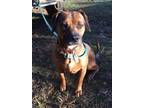 Adopt Grizzly a Brown/Chocolate - with Black Beagle / Pit Bull Terrier / Mixed