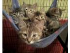 Adopt Foster Homes Needed (Kittens Pictured R Adopted) a Domestic Shorthair /