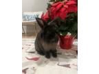 Adopt Magic a Other/Unknown / Mixed rabbit in Oakland, NJ (37532431)