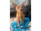 Adopt Bambi a Miniature Pinscher / Mixed dog in Plantation, FL (31659365)