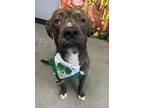 Adopt Outlaw a American Staffordshire Terrier / Mixed dog in Tulare