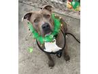 Adopt Liberty a American Staffordshire Terrier / Mixed dog in Tulare