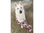 Adopt Halston a Siberian Husky / Mixed dog in Tulare, CA (37608047)
