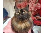 Adopt Maddie a Domestic Longhair / Mixed cat in Oceanside, CA (37233104)