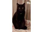 Adopt Nancy a All Black Domestic Shorthair / Mixed cat in Sterling
