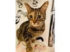 Adopt Hazel a Brown Tabby Domestic Shorthair / Mixed (short coat) cat in Red