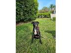 Adopt Cole a Labrador Retriever / Mixed dog in Naples, FL (37712287)