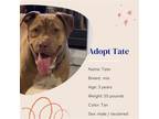 Adopt Tate a Mixed Breed (Medium) / Mixed dog in Naples, FL (37574267)