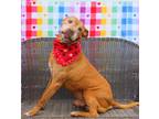 Adopt Levi a Red/Golden/Orange/Chestnut Mountain Cur / Mixed dog in Marble