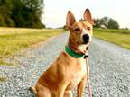 Adopt Peter Pan a Tan/Yellow/Fawn - with White Border Collie / Basenji / Mixed