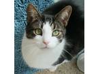 Adopt Colby a White Domestic Shorthair / Domestic Shorthair / Mixed cat in