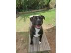 Adopt Petunia a Brindle - with White Labrador Retriever / Mixed dog in