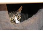 Adopt Millie a Gray, Blue or Silver Tabby Domestic Mediumhair / Mixed (medium