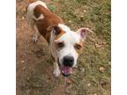 Adopt Bruce a White - with Red, Golden, Orange or Chestnut Pit Bull Terrier /