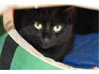 Adopt Magic Nick a All Black Domestic Shorthair / Mixed cat in Shreveport