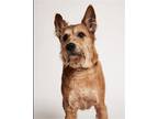 Adopt Rusty a Red/Golden/Orange/Chestnut Wirehaired Fox Terrier / Mixed dog in