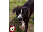 Adopt Lou a Black - with White Hound (Unknown Type) / Mixed dog in Shreveport