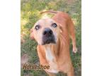 Adopt Horseshoe a Tan/Yellow/Fawn - with White Boxer / Mixed dog in Shreveport