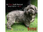 Adopt Dude 8315 a Black Poodle (Miniature) / Mixed Breed (Small) / Mixed dog in