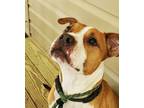 Adopt Brandy a Brown/Chocolate - with White American Pit Bull Terrier / Mixed
