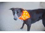 Adopt Daisy a Black - with White Australian Cattle Dog / Mixed dog in Melrose