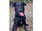 Adopt Charm a Black - with White Retriever (Unknown Type) / Mixed dog in