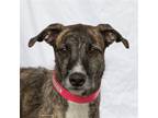 Adopt Aspen a Brindle Greyhound / Mixed dog in Woodinville, WA (37682629)