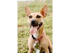 Adopt Piper a Tan/Yellow/Fawn Basenji / Terrier (Unknown Type