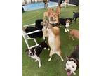 Adopt Salem a Husky / Mixed dog in Tampa, FL (33993321)