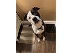 Adopt Mojo fka MOJITO a American Pit Bull Terrier / Boxer / Mixed dog in