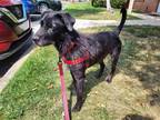 Adopt Shadow a Black Terrier (Unknown Type, Medium) / Labrador Retriever / Mixed