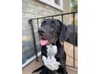 Adopt Murphy a Black - with White Labrador Retriever / Mixed dog in Doylestown