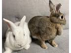 Adopt Shiva a New Zealand, Bunny Rabbit