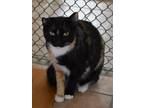 Adopt Moonlight a Domestic Shorthair / Mixed cat in Youngtown, AZ (36083378)