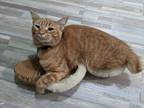 Adopt Rhett a Orange or Red Tabby Domestic Shorthair / Mixed (short coat) cat in