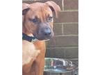 Adopt Odie a Red/Golden/Orange/Chestnut - with White Boxer / Mixed dog in