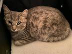 Adopt Graycee a Gray, Blue or Silver Tabby Domestic Shorthair / Mixed (short