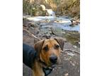 Adopt Ruger a Tan/Yellow/Fawn Beagle / German Shepherd Dog dog in Kelowna