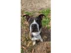 Adopt Tinsel (In Foster) a American Pit Bull Terrier / Mixed dog in Portsmouth