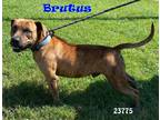 Adopt Maximus a American Staffordshire Terrier / Mixed dog in Oak Ridge