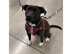 Adopt Berry a Labrador Retriever / Mixed dog in Greenfield, IN (37750314)