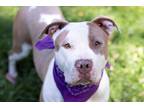 Adopt Penny a Pit Bull Terrier / Mixed dog in Versailles, KY (35245927)