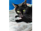 Adopt Lacey a Domestic Shorthair / Mixed cat in Oakland, NJ (37702782)