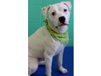 Adopt King a Pit Bull Terrier / Mixed dog in Lexington, KY (37638805)