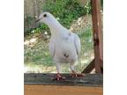 Adopt YoYo w/ Petey a White Pigeon bird in San Francisco, CA (35211173)