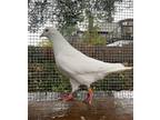 Adopt Zee a White Pigeon bird in San Francisco, CA (15277322)