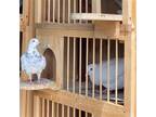 Adopt Bonk w/ Jeffrey a White Pigeon bird in San Francisco, CA (31174813)