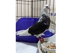 Adopt Smalls w/ Wookie a Pigeon bird in San Francisco, CA (35644530)