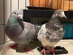 Adopt Uma w/ Speckle a Gray Pigeon bird in San Francisco, CA (31330582)